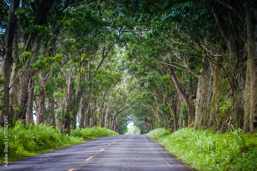 Tree Tunnel