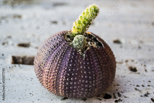 Cactus in urchin planter