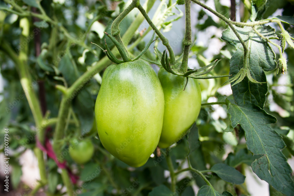 Green tomatoes grow in the garden