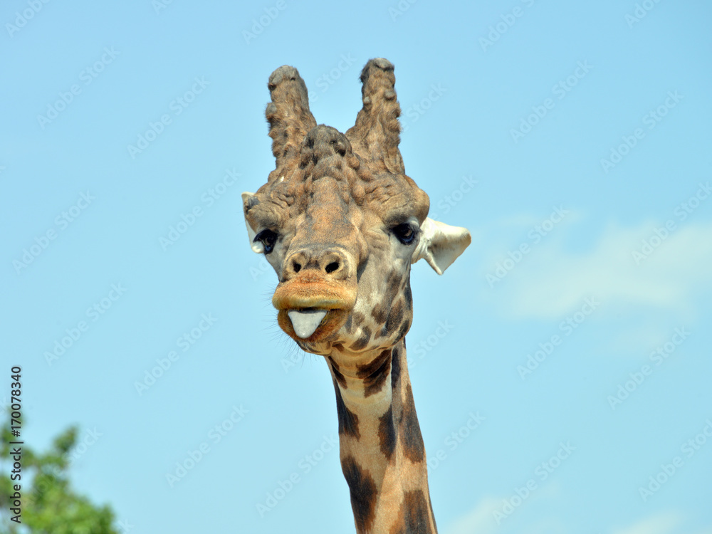 Naklejka premium ritratratto di una giraffa, serie fotografica