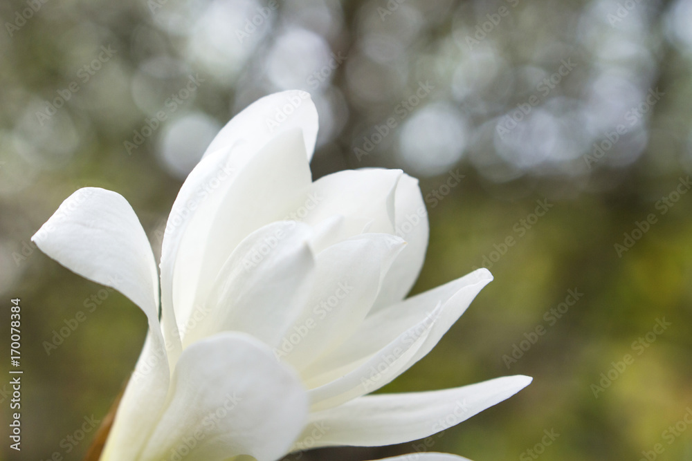 Fototapeta premium Beautiful white flower in the garden close up