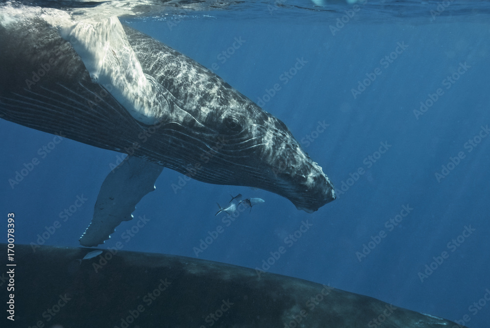 Naklejka premium Humpback whale (Megaptera novaeangliae), Silver Bank, Dominican Republic, Atlantic Ocean