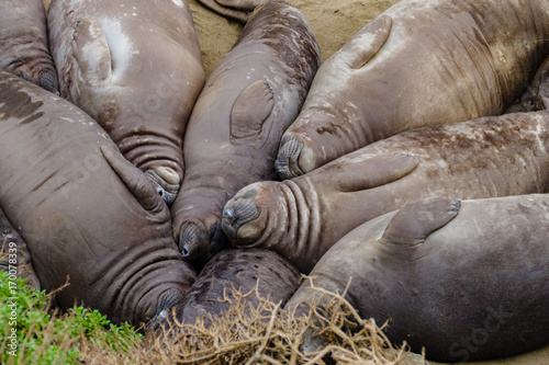 Elephant seals sleeping on the beach