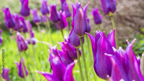 Purple tulips in the garden