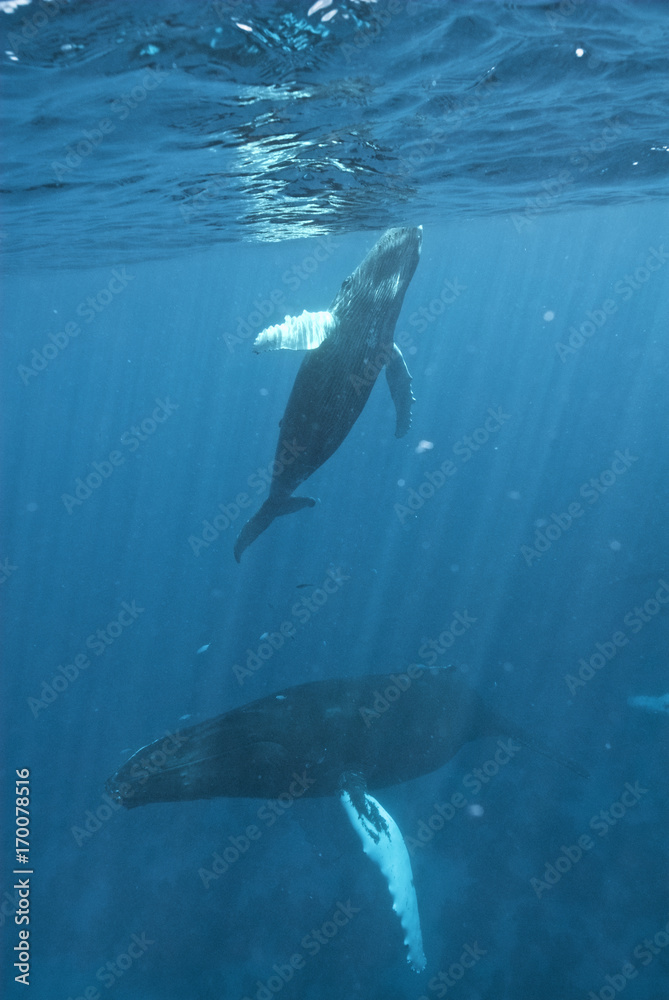 Fototapeta premium Humpback whale (Megaptera novaeangliae), Silver Bank, Dominican Republic, Atlantic Ocean