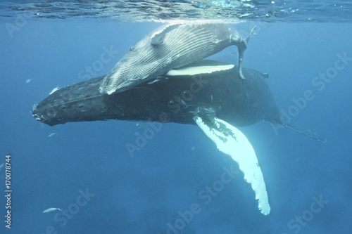 Humpback whale (Megaptera novaeangliae), Silver Bank, Dominican Republic, Atlantic Ocean