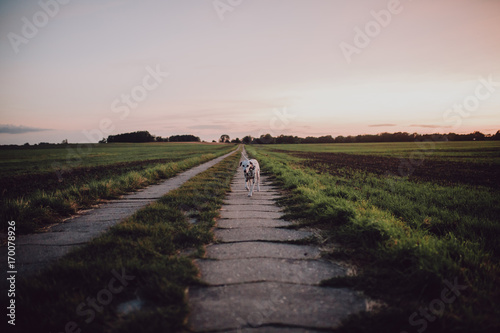 Niedlicher Dalmatiner auf einem freien Feld in der Natur   Cute Dalmatian Dog In A Cornfield Grainfield