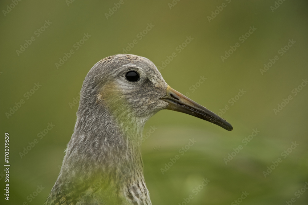 Rock Sandpiper (Calidris ptilocnemis), Pribilov, Alaska Rock Sandpiper (Calidris ptilocnemis), Pribilov, Alaska