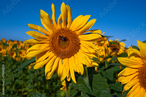 pretty yellow sunflowers in field