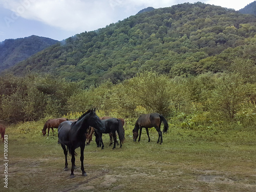 Herd of black and brown horses in mountains of Adygea