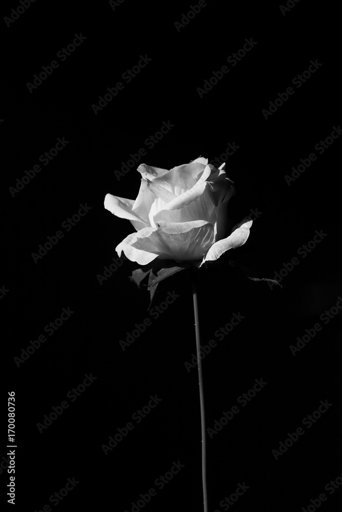 Naklejka premium rose flower in black and white