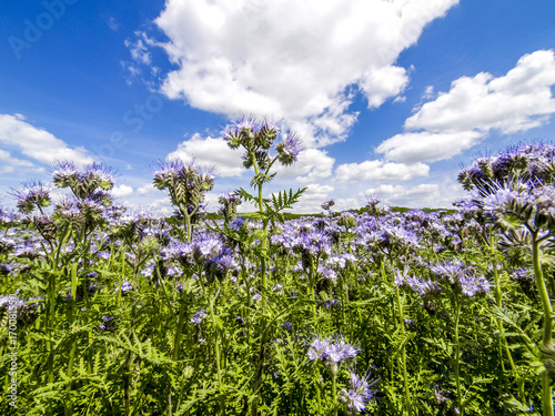 Violett blühende Pflanzen am Feld, Österreich, NIederösterrei