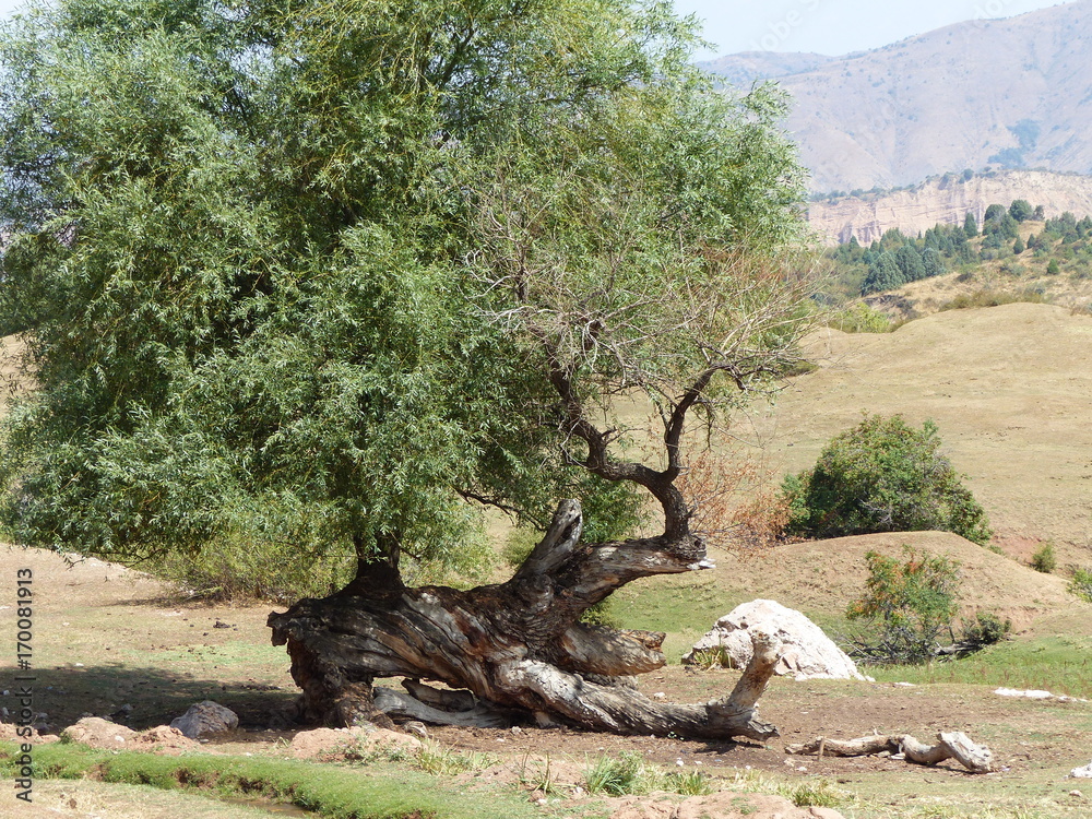 Albero con un tronco piegato e intrecciato nei Tien Shan in Uzbekistan.