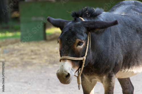 Sweet donkey with sad face © dejtan05