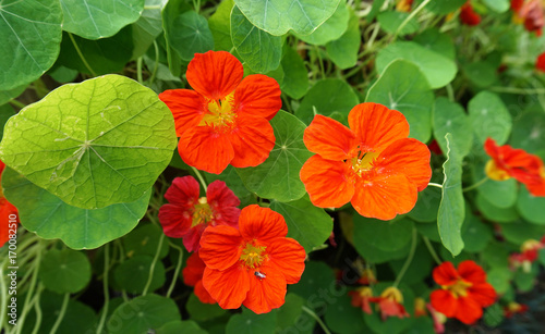 Orange flowers photo