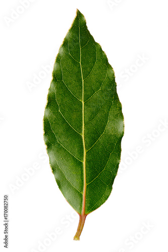 Detail of laurel leaf