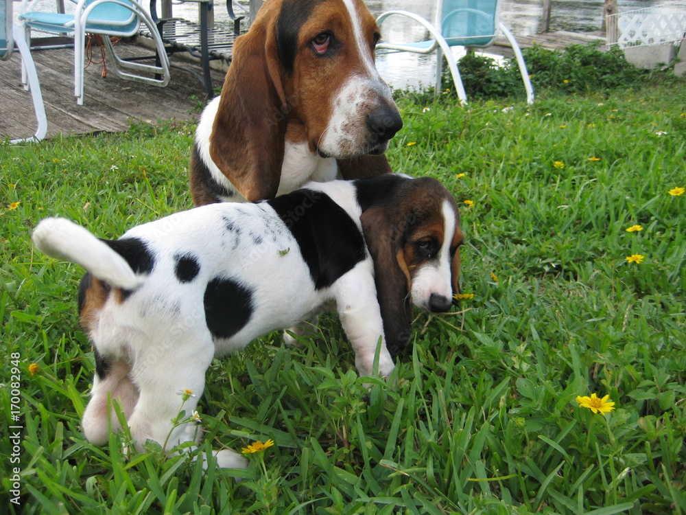 Basset Hound