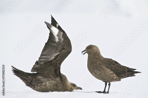 Antarctica  Antarctic peninsula  Port Lockroy  Brown Skua (Stercorarius antarcticus)