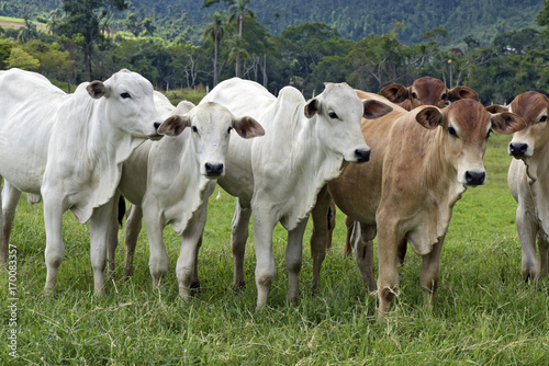 Cattle in the pasture  in Brazil