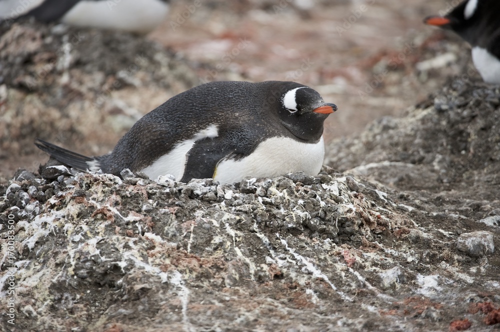 Fototapeta premium Gentoo Penguin (Pygoscelis papua ellsworthii), Antarctica, Antarctic Peninsula