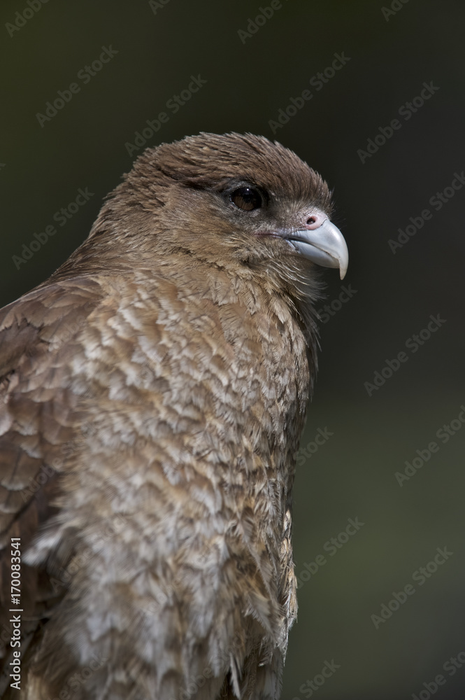 Chimango Caracara -Tiuque - (Milvago chimango), Tierra del Fuego, Argentina Chimango Caracara -Tiuque - (Milvago chimango), Tierra del Fuego, Argentina
