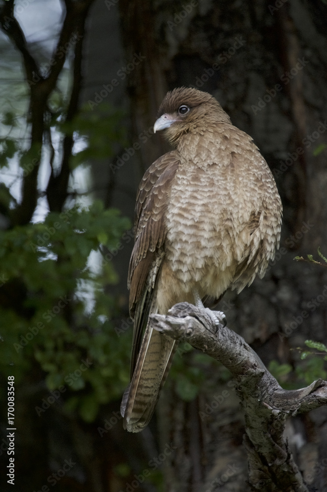 Fototapeta premium Chimango Caracara -Tiuque - (Milvago chimango), Tierra del Fuego, Argentina