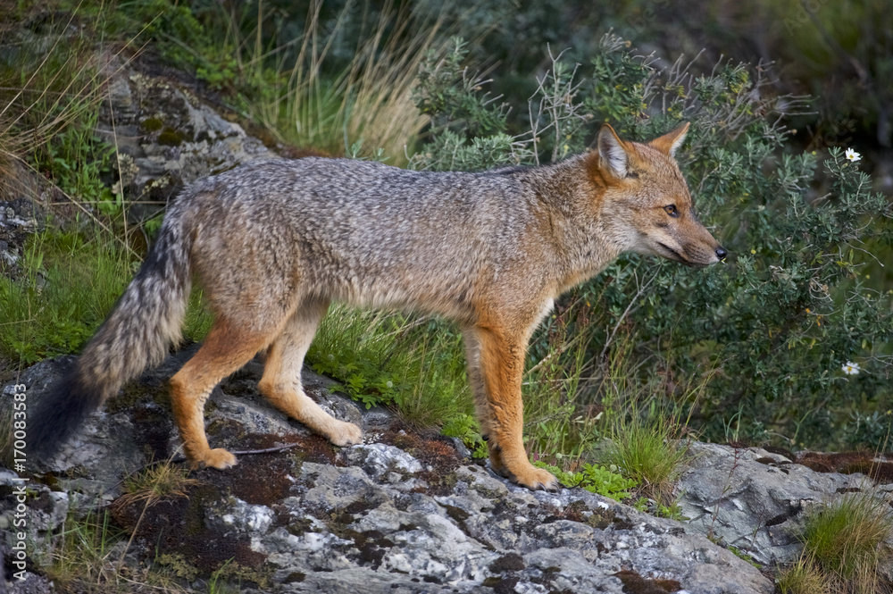 Fototapeta premium South American Gray Fox (Lycalopex griseus)