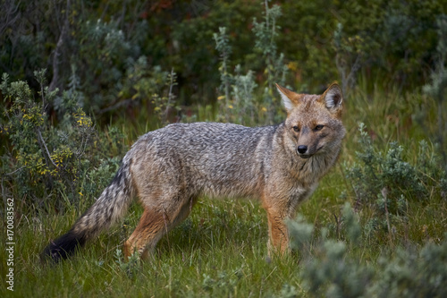 South American Gray Fox  Lycalopex griseus 