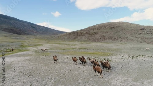 Top view aerial photo from flying drone of a tow camels are standing on a meadow with green plants in summer day. 4k slow motion. photo