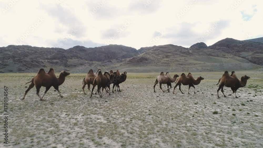 Group of camels being herded over sand dunes in the Arabian desert 4k slow motion. Group of camels being herded over sand dunes in the Arabian desert 4k slow motion.