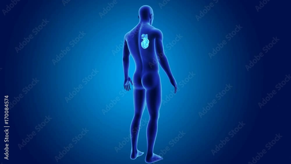 Heart with body Heart with body