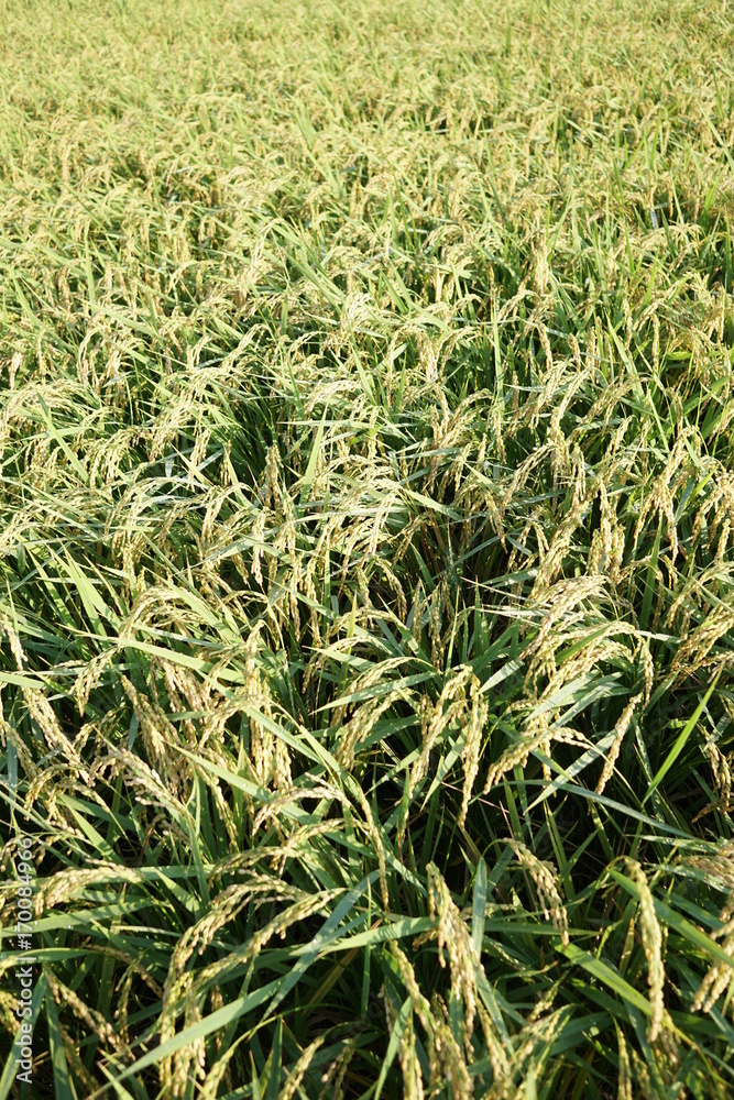 Obraz premium Close up of rice husk or paddy husk at rice or paddy field starting to ripe and change color to yellow soon ready to be harvested at Zama, Kanagawa, Japan on summer.