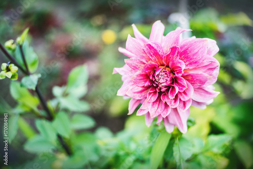 Fototapeta Naklejka Na Ścianę i Meble -  Pink Dahlia flower blossom