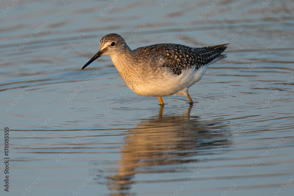 Short-billed dowitcher in a North California marsh Short-billed dowitcher in a North California marsh