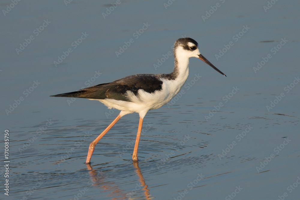 Black-necked stilt, seen in a North California marsh Black-necked stilt, seen in a North California marsh