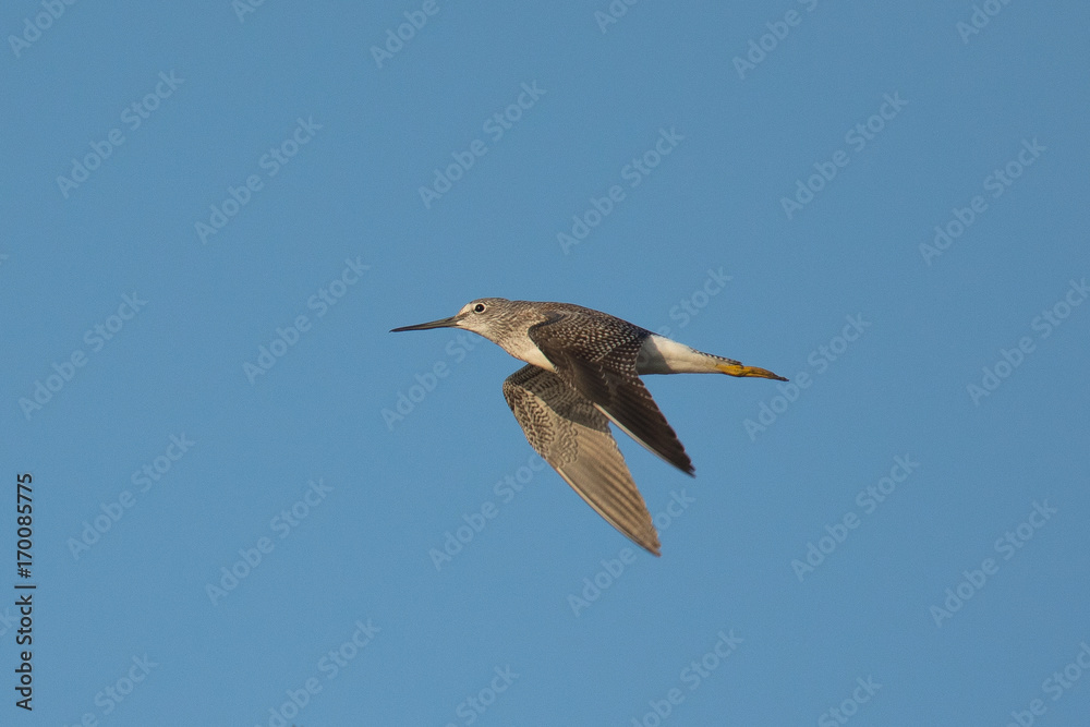 Obraz premium Short-billed dowitcher flying, seen in the wild in North California
