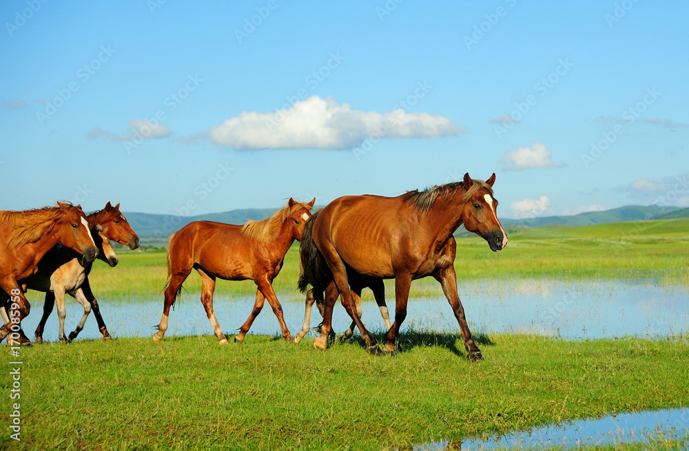 Obraz premium Horses running on water at grassland.