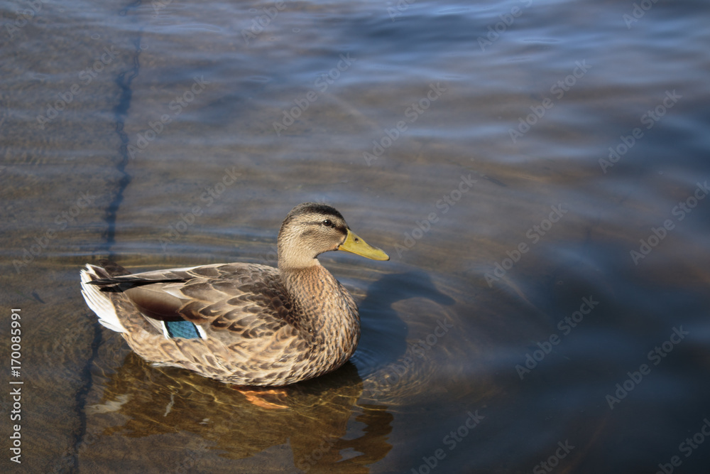 Female mallard duck in shallow dock water