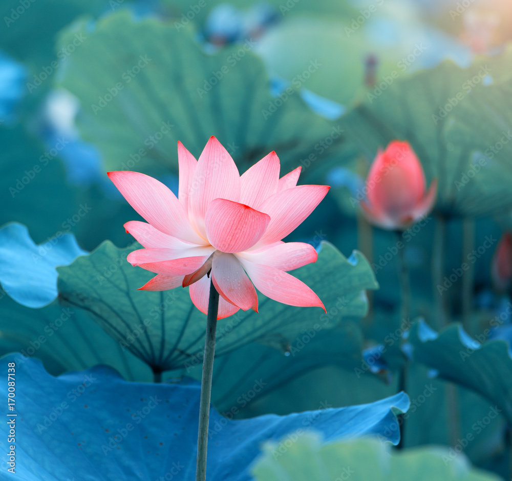Naklejka premium blooming lotus flower