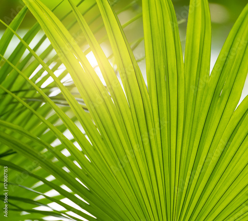 Borassus flabellifer Sugar palm  Cambodian palm isolated on white background