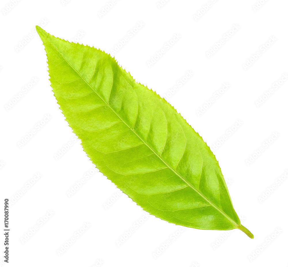 Obraz premium Tea leaf isolated on the white background