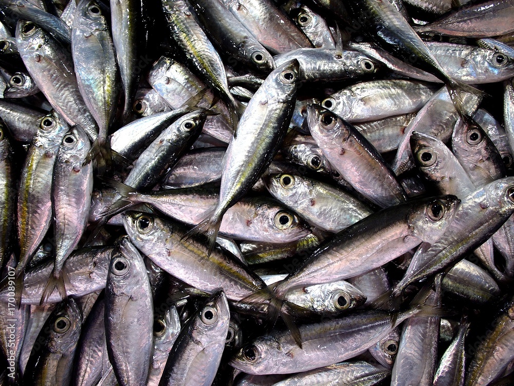 Obraz premium Bunch of fresh raw fish