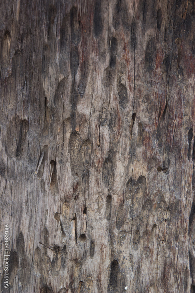 Old wood pattern Old wood pattern