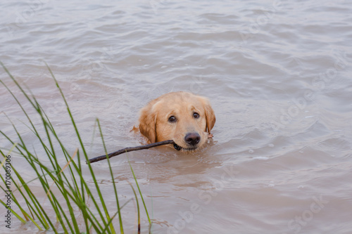 Golden Retriever in play at the lake