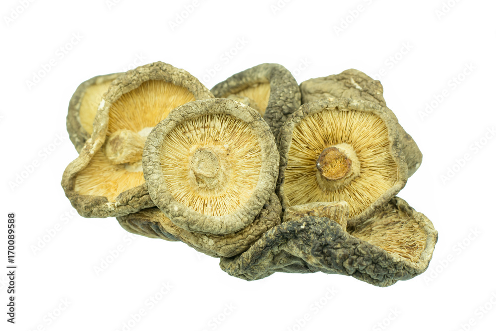 Dry Mushrooms isolated on white background Dry Mushrooms isolated on white background