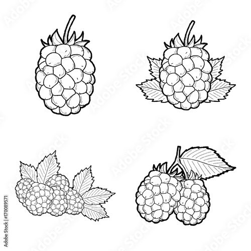 Blackberry Vector Illustration Hand Drawn Fruit Cartoon Art photo