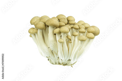 Japanese Brown Beech Mushrooms Buna Shimeji isolated on white