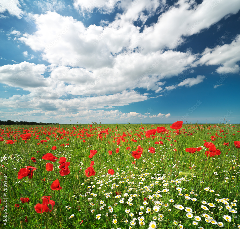 Daisy and poppies spring meadow.