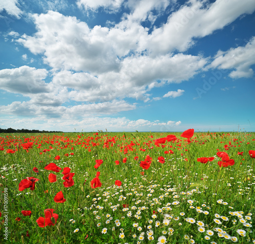 Daisy and poppies spring meadow.