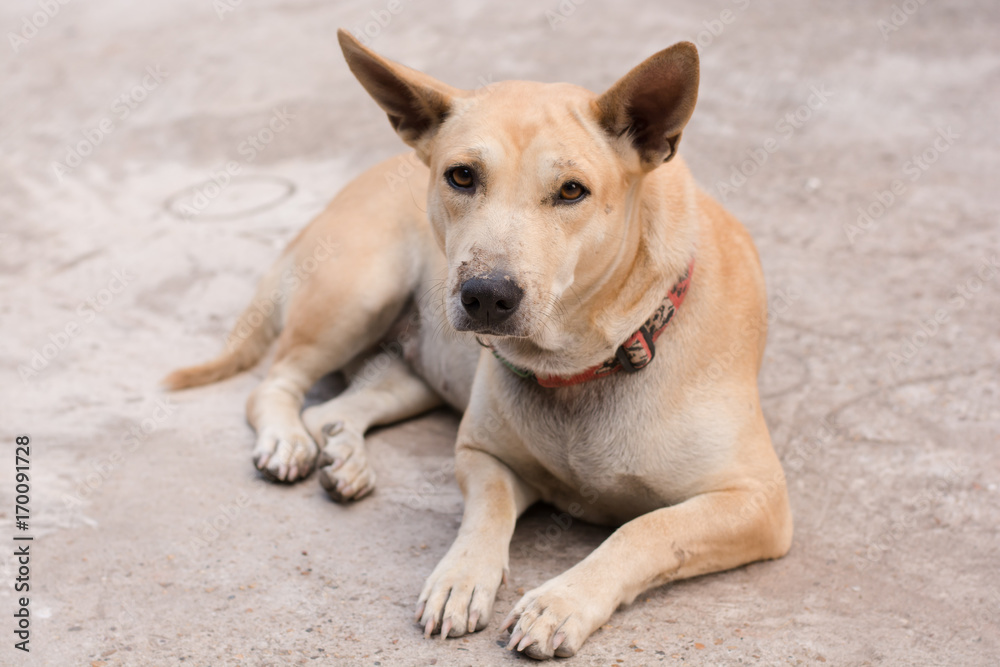 Dog sitting on a concrete floor